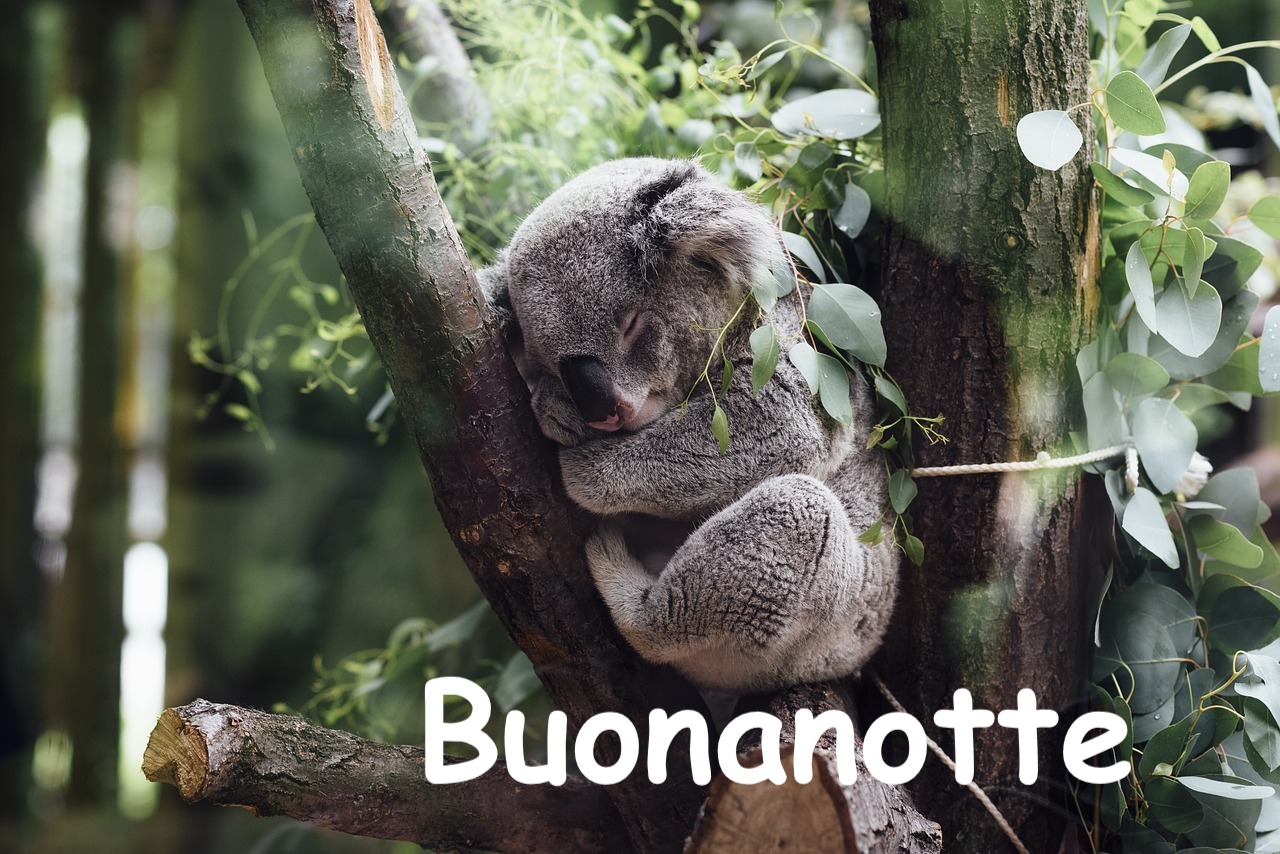 un koala dorme su un albero indisturbato e tenerissimo 